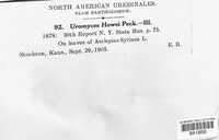 Uromyces howei image